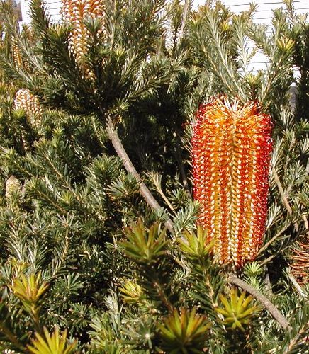 Banksia ericifolia